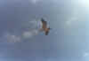 gull.jpg (50583 bytes)